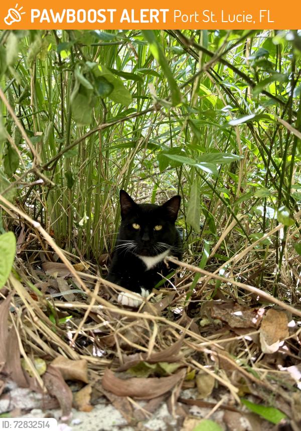 Found/Stray Male Cat last seen Sanctuary at winter lakes, Port St. Lucie, FL 34986