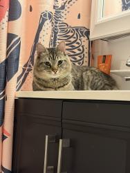 Found/Stray Unknown Cat last seen 158th and Brook Ave, The Bronx, NY 10451