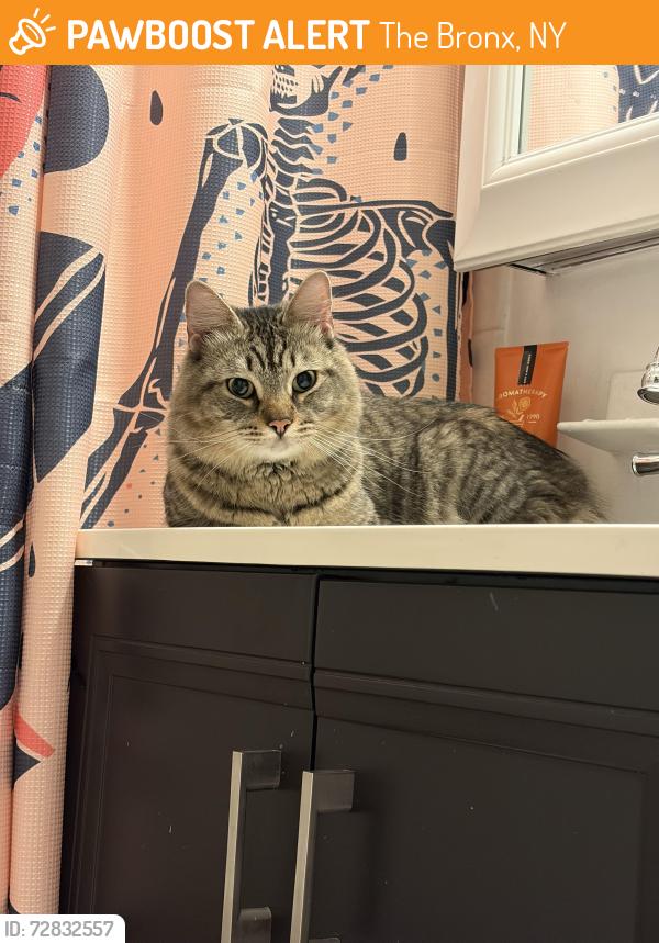Found/Stray Unknown Cat last seen 158th and Brook Ave, The Bronx, NY 10451