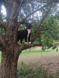 Reunited Male Cat last seen Near Dailey Mill Rd, McDonough, Ga, McDonough, GA 30253