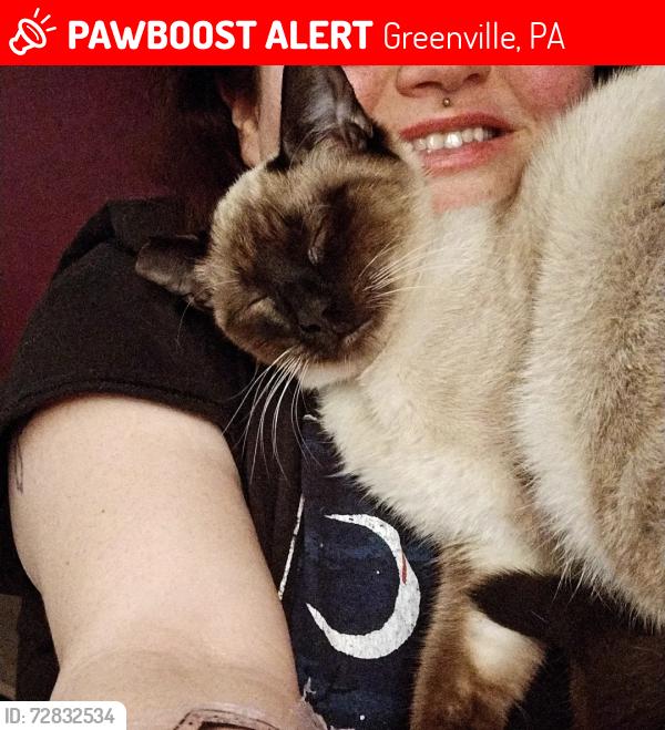 Lost Female Cat last seen First Church of God, Greenville, PA 16125