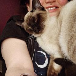 Lost Female Cat last seen   First Church of God, Greenville, PA 16125
