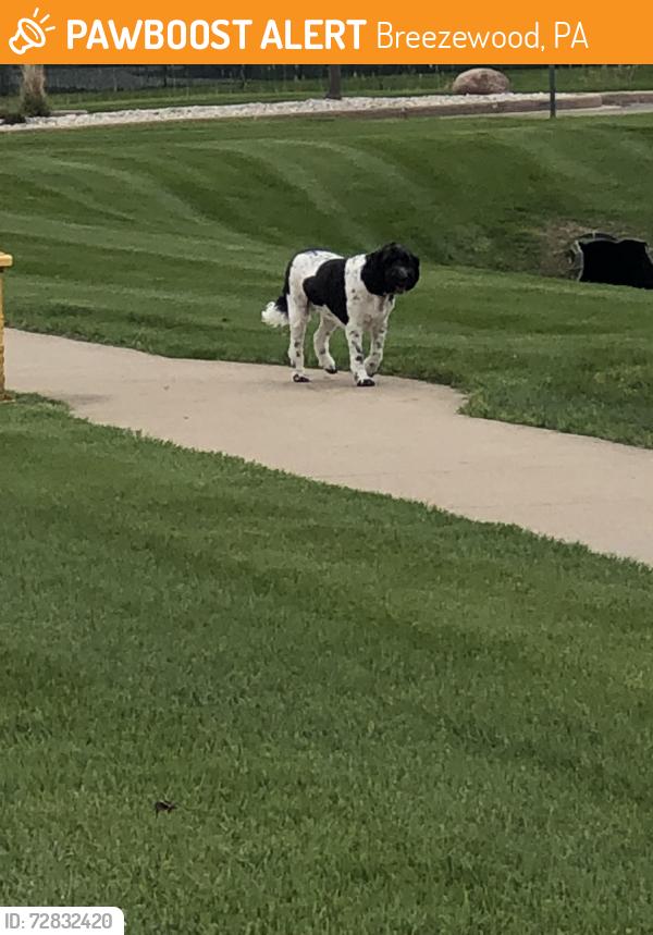 Found/Stray Unknown Dog last seen Breezewood Woods apmts , Breezewood, PA 15533