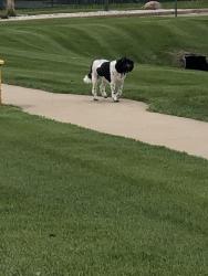 Found/Stray Unknown Dog last seen Breezewood Woods apmts , Breezewood, PA 15533