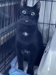 Lost Female Cat last seen Foothills and Oaklawn Rd, Arcadia, CA 91006