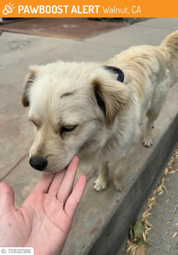 Found/Stray Unknown Dog last seen Valley/camino de Gloria , Walnut, CA 91789