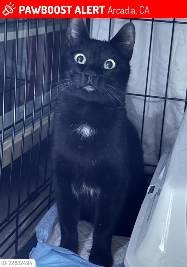 Lost Female Cat last seen Foothills and Oaklawn Rd, Arcadia, CA 91006