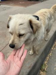 Found/Stray Unknown Dog last seen Valley/camino de Gloria , Walnut, CA 91789