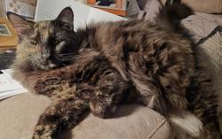 Lost Female Cat last seen Bluff Bend and Thorncliff, San Antonio, TX 78250
