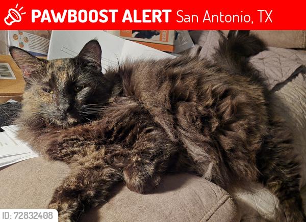 Lost Female Cat last seen Bluff Bend and Thorncliff, San Antonio, TX 78250