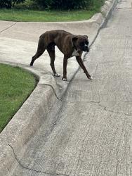 Found/Stray Male Dog last seen Kingswood and Alta Mesa, Fort Worth 76133, Fort Worth, TX 76133