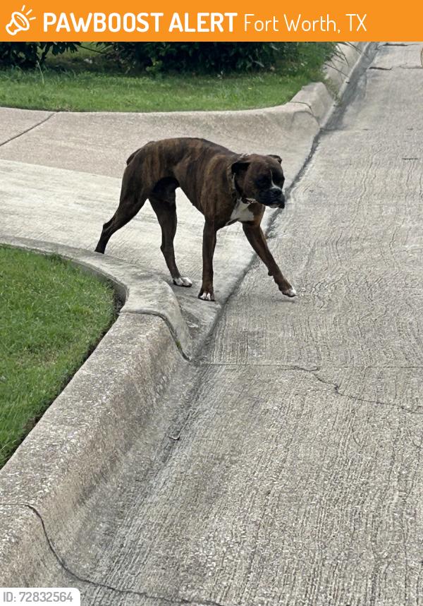 Found/Stray Male Dog last seen Kingswood and Alta Mesa, Fort Worth 76133, Fort Worth, TX 76133
