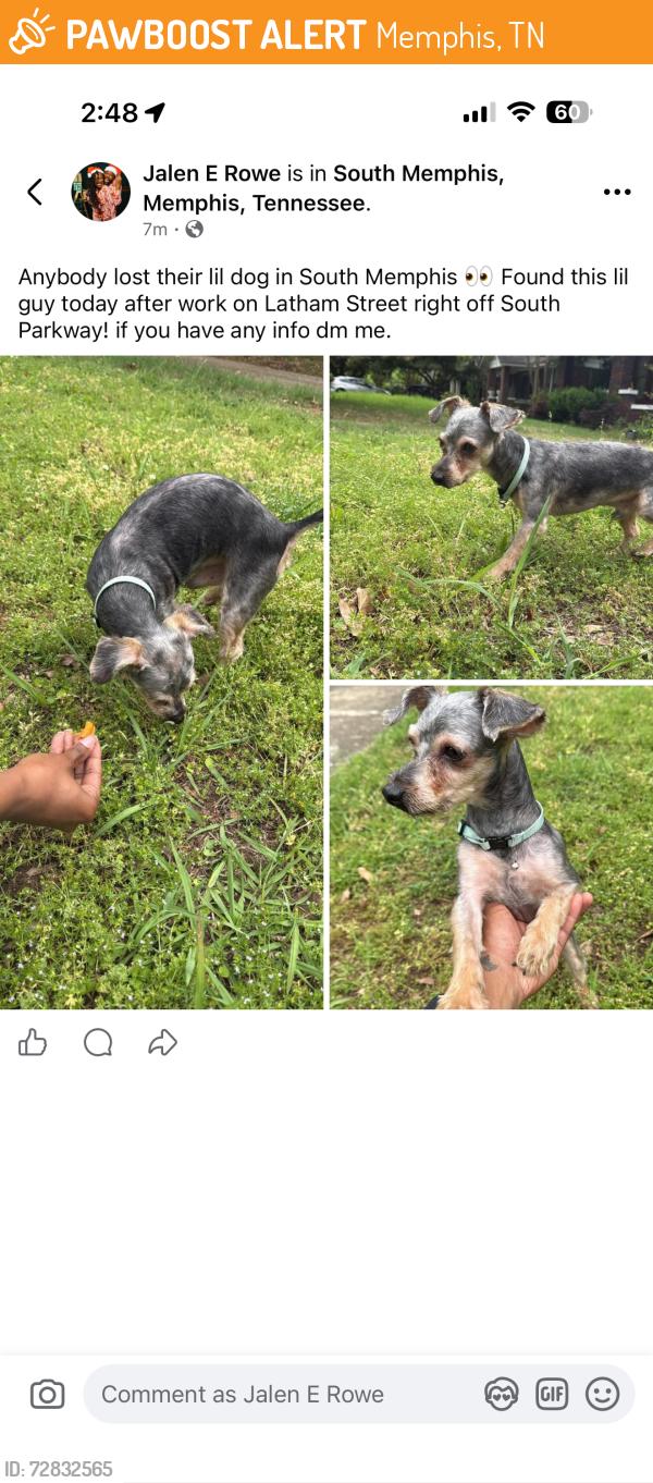Found/Stray Male Dog last seen South Parkway / Latham , Memphis, TN 38106