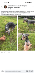 Found/Stray Male Dog last seen South Parkway / Latham , Memphis, TN 38106
