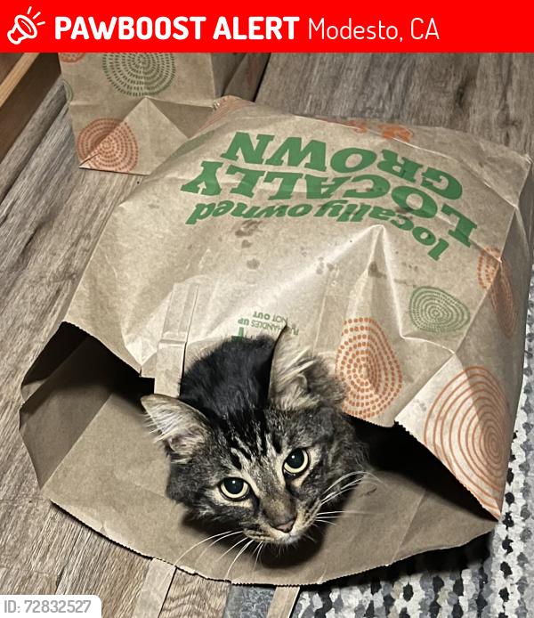 Lost Male Cat last seen Kenmore and Sherwood, Modesto, CA, Modesto, CA 95350