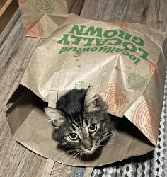 Lost Male Cat last seen Kenmore and Sherwood, Modesto, CA, Modesto, CA 95350