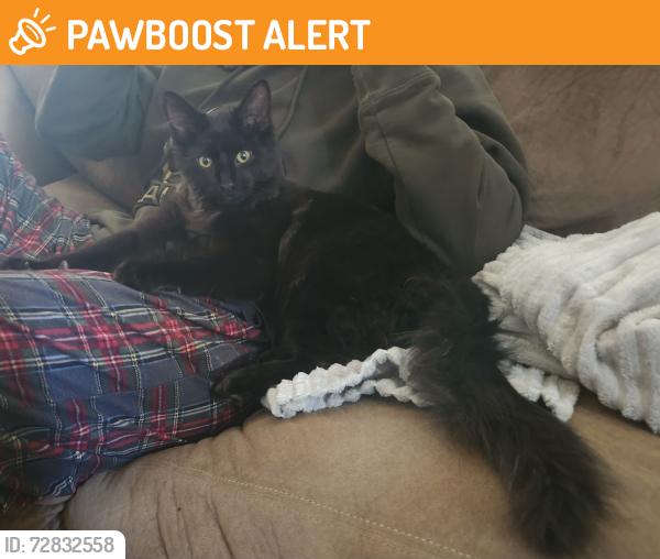 Found/Stray Unknown Cat last seen 9th and Congress , South Saint Paul, MN 55075