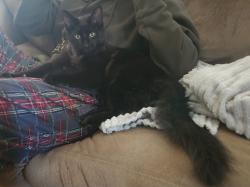 Found/Stray Unknown Cat last seen 9th and Congress , South Saint Paul, MN 55075