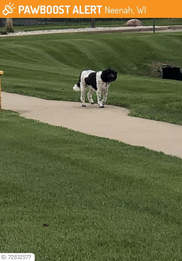 Found/Stray Unknown Dog last seen Near Tullar Rd and Breezewood Woods Apts, Neenah, WI 54956