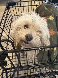 Found/Stray Female Dog last seen Park glen , Fort Worth, TX 76137