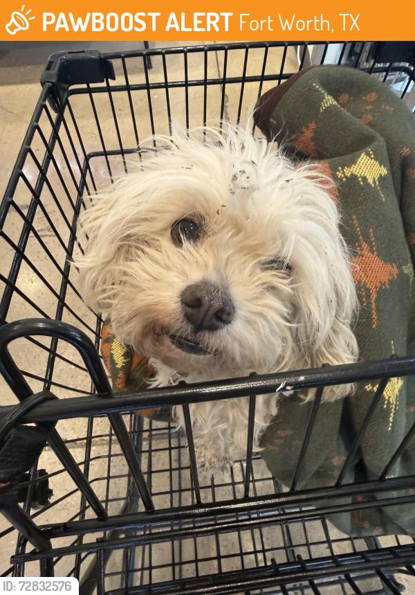 Found/Stray Female Dog last seen Park glen , Fort Worth, TX 76137