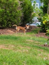 Found/Stray Unknown Dog last seen Ridge at Rolling Hills, Easley, SC 29640