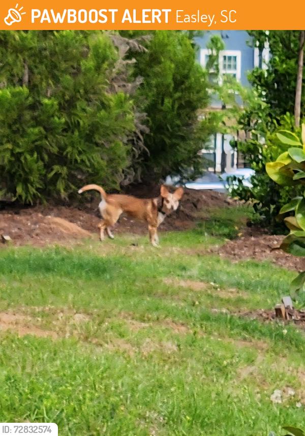 Found/Stray Unknown Dog last seen Ridge at Rolling Hills, Easley, SC 29640