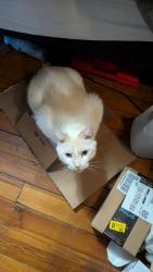 Found/Stray Male Cat last seen paragon drive, Berkeley County, WV 25413