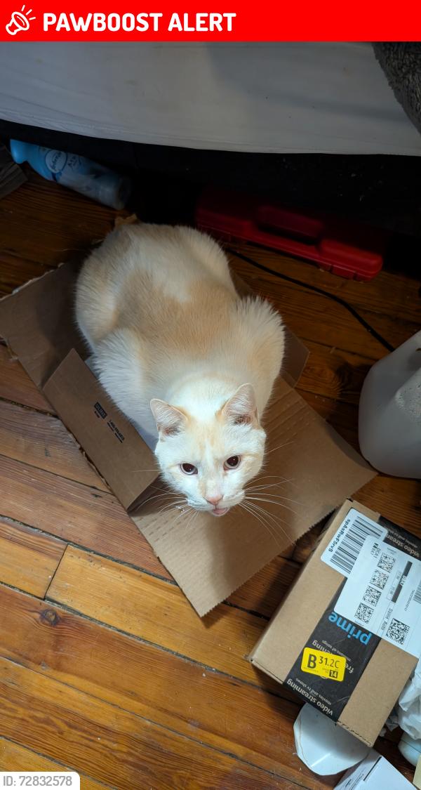 Found/Stray Male Cat last seen paragon drive, Berkeley County, WV 25413