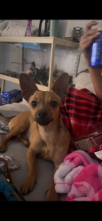 Lost Male Dog last seen Martin Luther King Jr. Boulevard and Jensen Street, Fresno, CA 93706