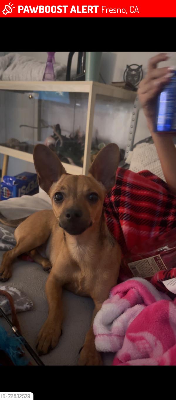 Lost Male Dog last seen Martin Luther King Jr. Boulevard and Jensen Street, Fresno, CA 93706