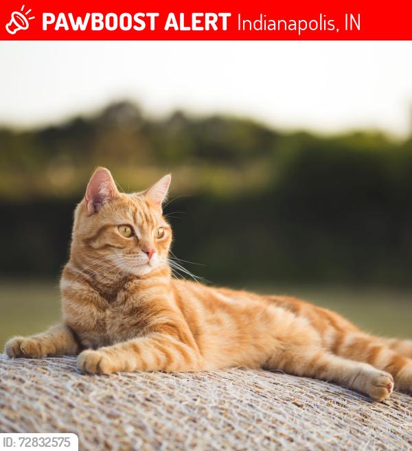 Lost Male Cat last seen Carson and keystone , Indianapolis, IN 46227