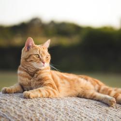 Lost Male Cat last seen Carson and keystone , Indianapolis, IN 46227