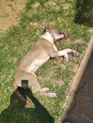 Found/Stray Male Dog last seen Near s Lewis ave , Tulsa, OK 74136