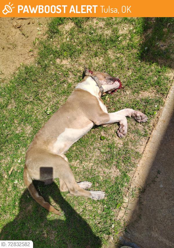 Found/Stray Male Dog last seen Near s Lewis ave , Tulsa, OK 74136
