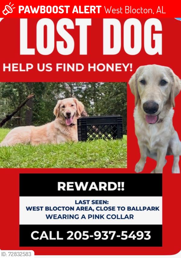 Lost Female Dog last seen Cahaba River Area, West Blocton, AL 35184