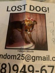 Lost Female Dog last seen Bunchberry ct and star flower dr, Ellenwood, GA 30273