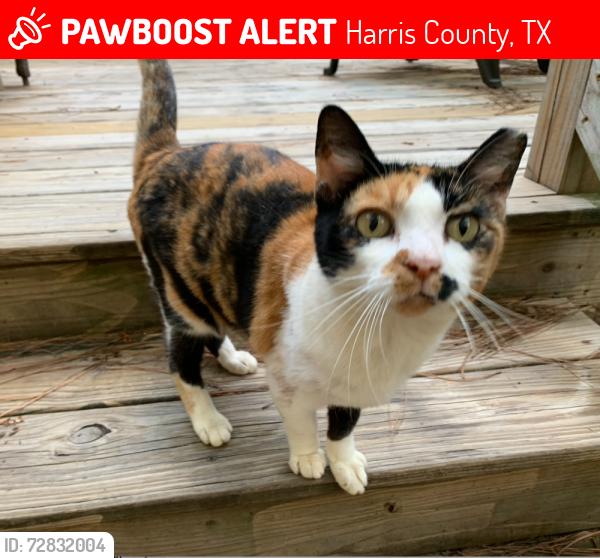 Lost Female Cat last seen Highway 99 & Plum Grove Rd, Harris County, TX 77357
