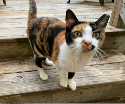 Lost Female Cat last seen Highway 99 & Plum Grove Rd, Harris County, TX 77357