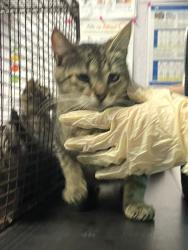 Shelter Stray Female Cat last seen Bexar County, New Braunfels, TX 78130