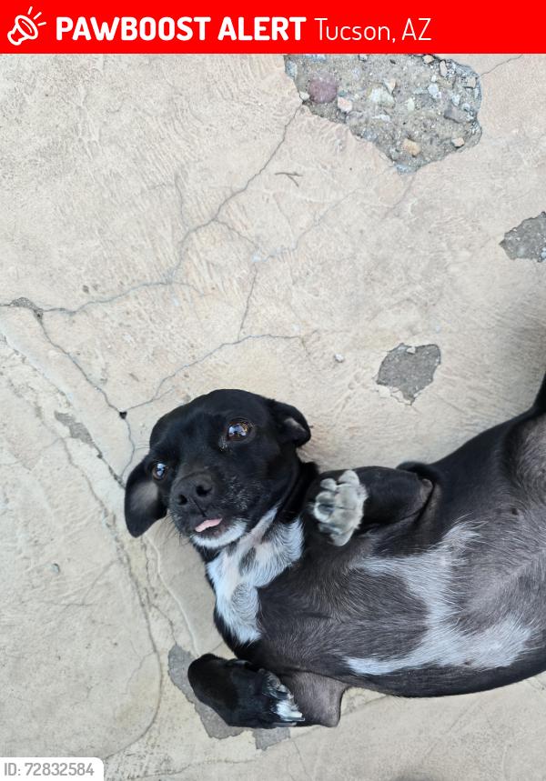 Lost Female Dog last seen Park Ave, 38th St, Tucson, AZ 85713