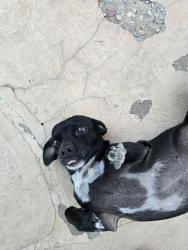 Lost Female Dog last seen Park Ave, 38th St, Tucson, AZ 85713
