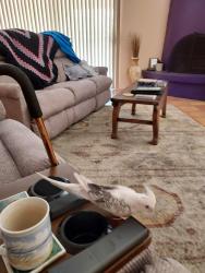 Lost Female Bird last seen 20th Street and Prudence, Tucson, AZ 85710
