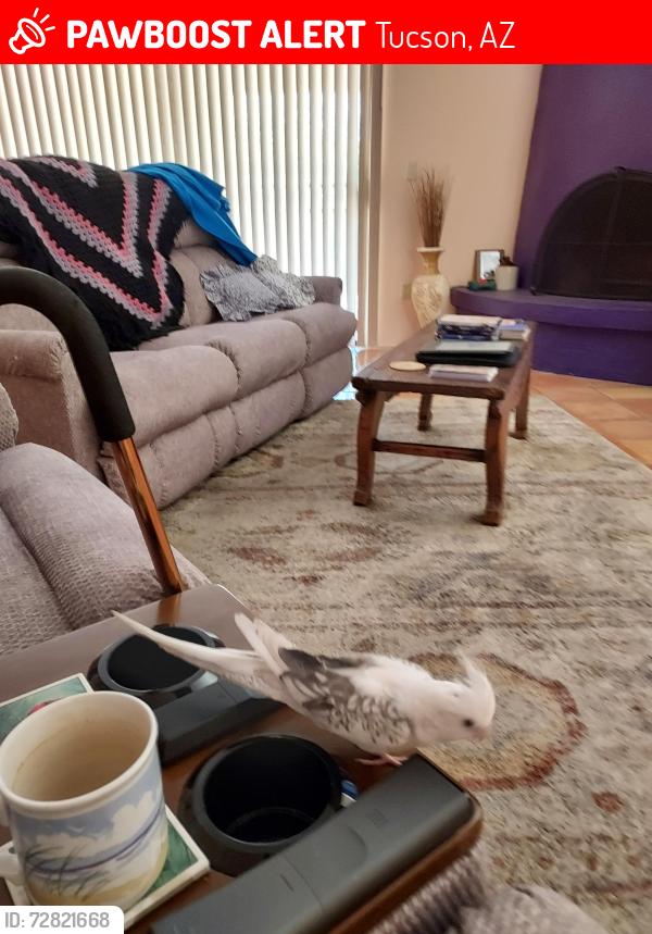 Lost Female Bird last seen 20th Street and Prudence, Tucson, AZ 85710