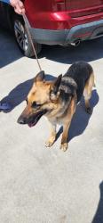 Found/Stray Female Dog last seen Willis x Old Hwy 30, Caldwell, ID 83607