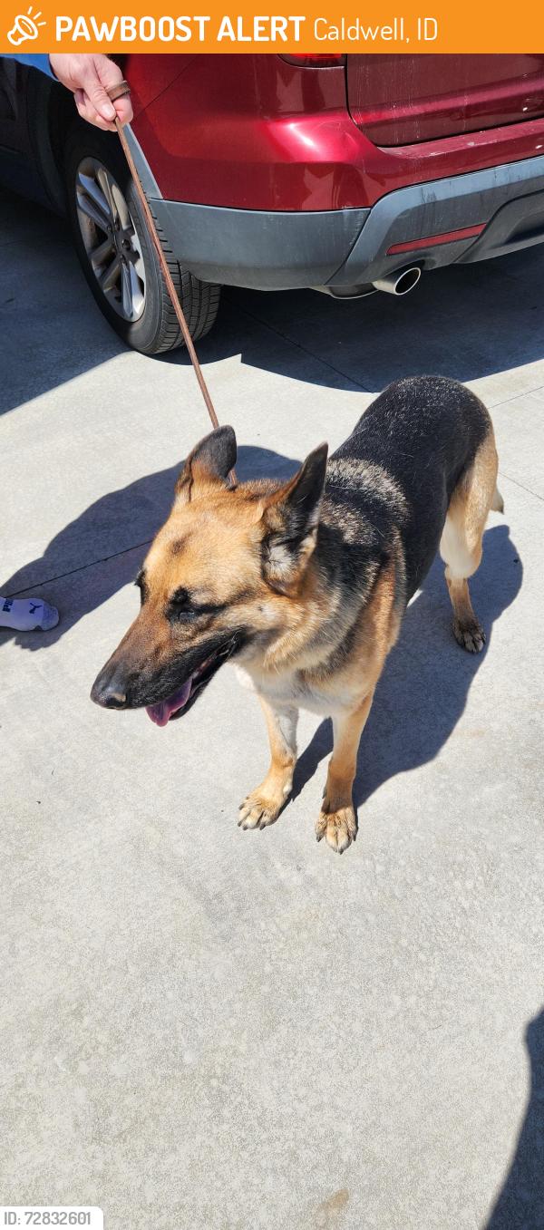Found/Stray Female Dog last seen Willis x Old Hwy 30, Caldwell, ID 83607