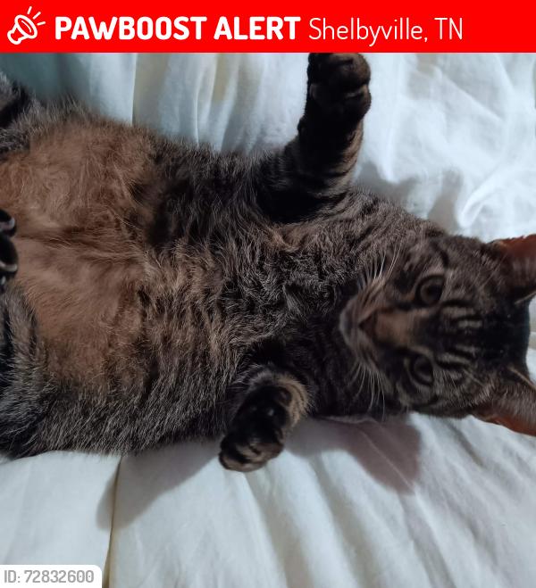 Lost Male Cat last seen Shelbyville recreation rec center, Shelbyville, TN 37160