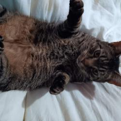 Lost Male Cat last seen Shelbyville recreation rec center , Shelbyville, TN 37160