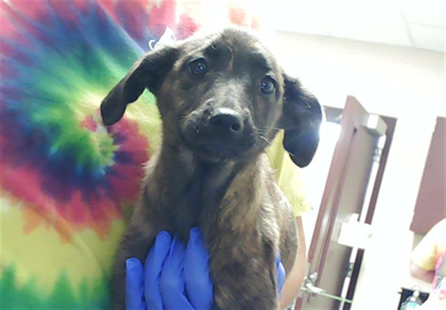 Shelter Stray Female Dog last seen Near WADE STEDMAN RD, STEDMAN NC 28391, Fayetteville, NC 28306