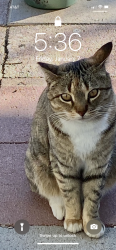 Lost Female Cat last seen outpost and rocky vista , Joshua Tree, CA 92252
